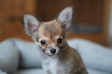 チワワ(ロング)【北海道・男の子・2021年11月24日・フォーン&ホワイト】の写真「人懐っこくて性格も良く、おもちゃ遊びが大好きです♪」