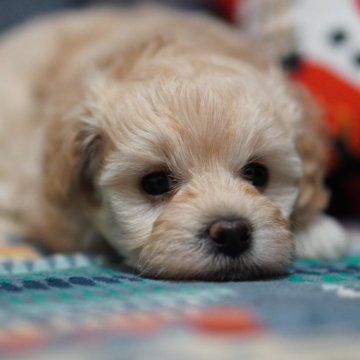 ミックス(トイプードル×マルプー)【北海道・女の子・2023年12月11日・クリーム系】の写真「骨格しっかり、コロコロモコモコ成長中です🐶」