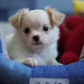 チワワ(ロング)【北海道・女の子・2024年2月22日・ホワイト&レッド】の写真1