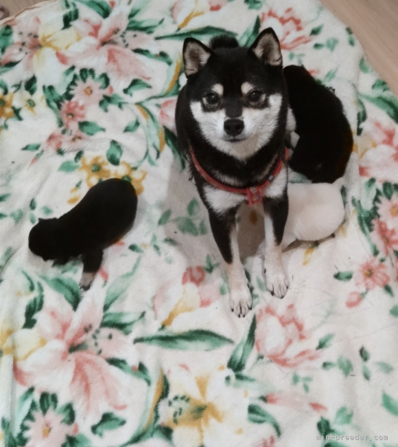 野村　美智代(のむら　みちよ)ブリーダー(岐阜県・柴犬など・KC登録)の紹介写真5