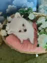 ミックス(ポメラニアン×ミックス)【岐阜県・女の子・2025年7月10日・クリーム】の写真2