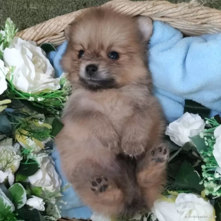 ID：2508-03386の子犬