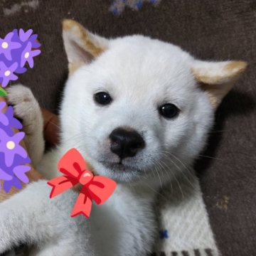 柴犬(豆柴)【岐阜県・男の子・2025年6月12日・白】の写真「圧倒的に品の有るつぶらな瞳に注目！」