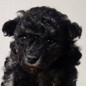 トイプードル(トイ)【岐阜県・女の子・2025年10月29日・シルバー】の写真「希少な麗し眼のブラタントイプードル
💕」