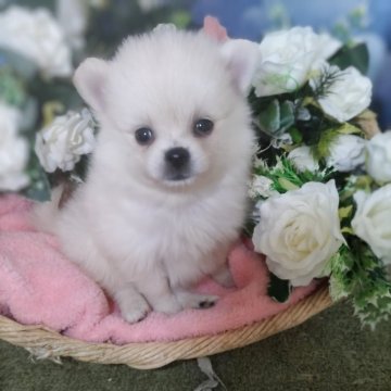ミックス(ポメラニアン×ミックス)【岐阜県・女の子・2025年7月10日・クリーム】の写真「父犬ポメ×母犬ポメチワから生まれました」