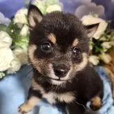 豆柴【岐阜県・男の子・2025年10月15日・黒】の写真1「可愛い盛りだよー！」