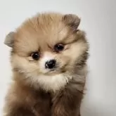 ポメラニアン