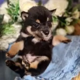 豆柴【岐阜県・男の子・2025年10月15日・黒】の写真6