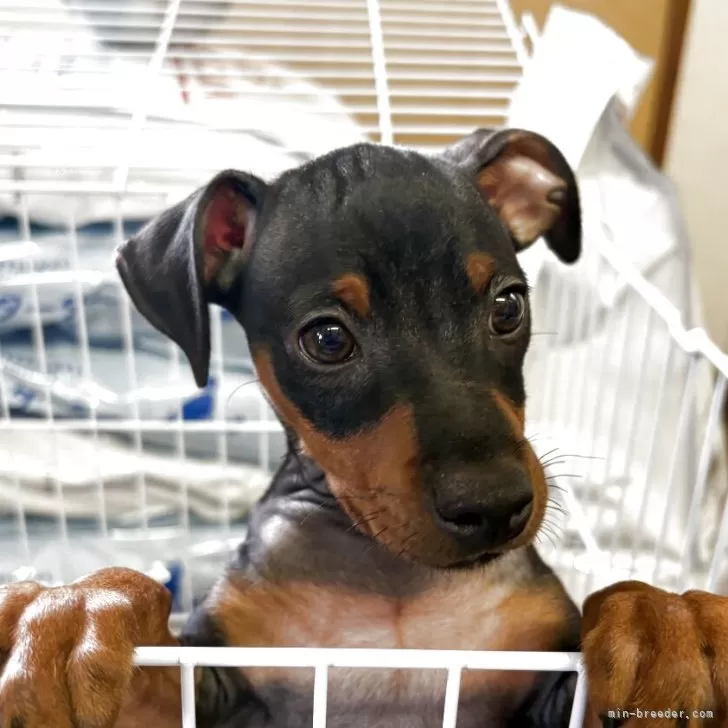 ID:2505-04902の子犬