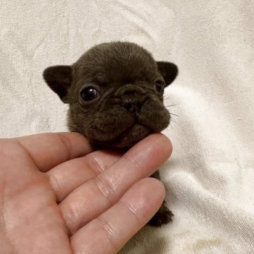 フレンチブルドッグ【福岡県・男の子・2025年10月10日・ブルー】の写真「レアカラーのブルー！むっちりした男の子です。」