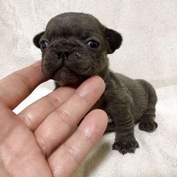 フレンチブルドッグ【福岡県・男の子・2025年10月10日・ブルー】の写真「レアカラーのブルー！むちむちな男の子です。」