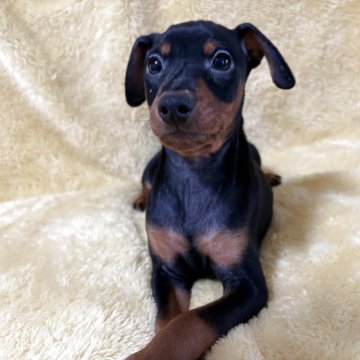 ミニチュアピンシャー【福岡県・男の子・2025年9月4日・ブラック&タン】の写真「可愛い男の子です」