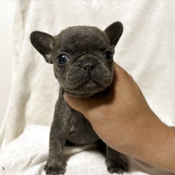 フレンチブルドッグ【福岡県・男の子・2025年10月10日・ブルー】の写真「レアカラーのブルー！むっちりした男の子です。」