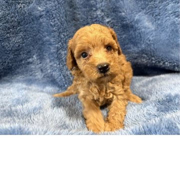 トイプードル(トイ)【福岡県・男の子・2025年9月9日・レッド】の写真「可愛い男の子です」