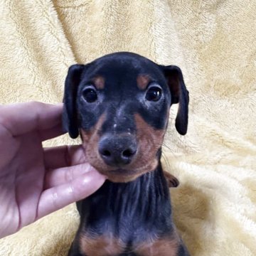 ミニチュアピンシャー【福岡県・男の子・2025年9月4日・ブラック&タン】の写真「可愛い男の子です」