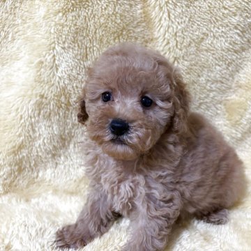 トイプードル(トイ)【福岡県・女の子・2025年9月9日・レッド】の写真「可愛い女の子です」