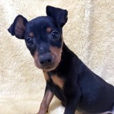 ミニチュアピンシャー