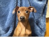 ミニチュアピンシャー