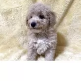トイプードル(トイ)