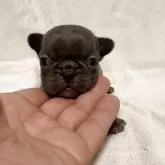 フレンチブルドッグ