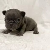 フレンチブルドッグ【福岡県・女の子・2025年10月10日・ブルー】の写真3