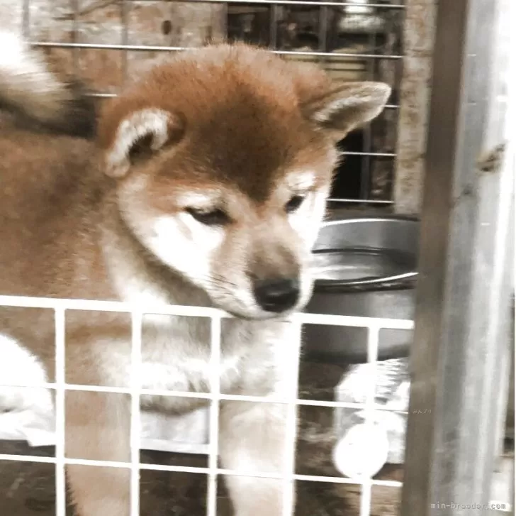 柴犬(標準サイズ)【三重県・女の子・2025年6月18日・赤】の写真1