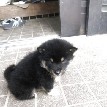 柴犬(標準サイズ)【三重県・男の子・2025年11月10日・黒】の写真「可愛い男の子」