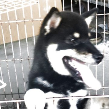 柴犬(標準サイズ)【三重県・女の子・2025年4月5日・黒】の写真「可愛い女の子」