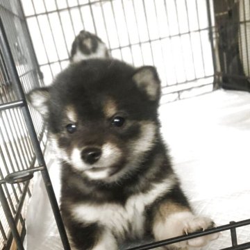 柴犬(標準サイズ)【三重県・男の子・2025年11月10日・黒】の写真「可愛い男の子」