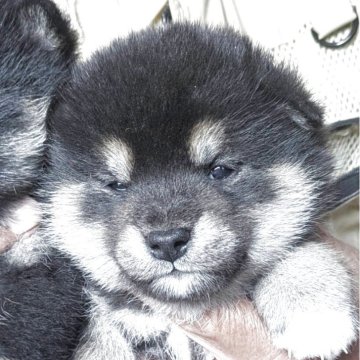 柴犬(標準サイズ)【三重県・男の子・2025年11月10日・黒】の写真「元気な男の子です」