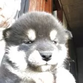 柴犬(標準サイズ)