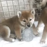 柴犬(標準サイズ)