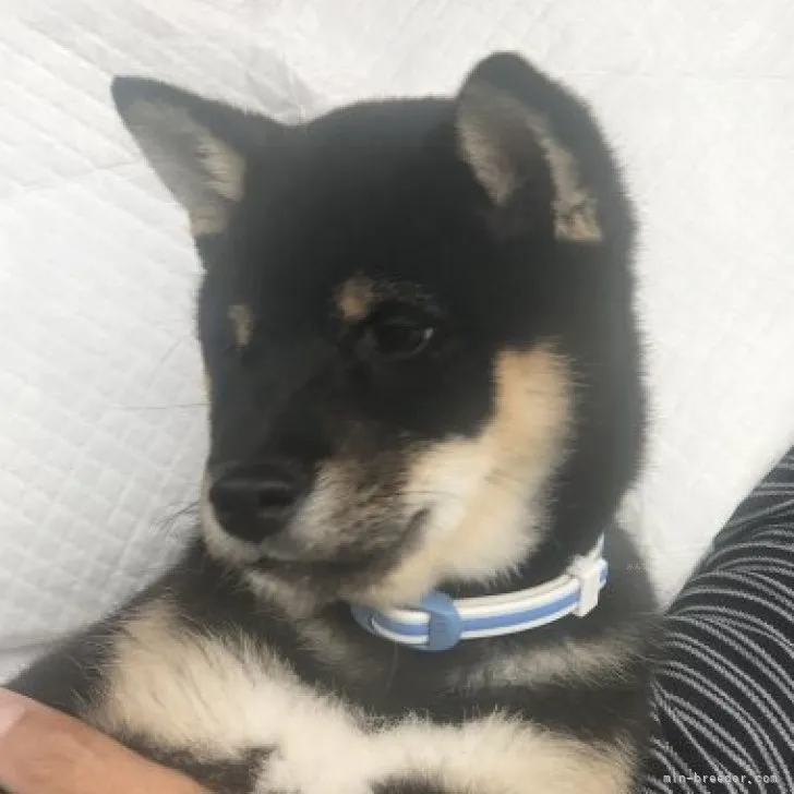 ID:2309-03972の子犬