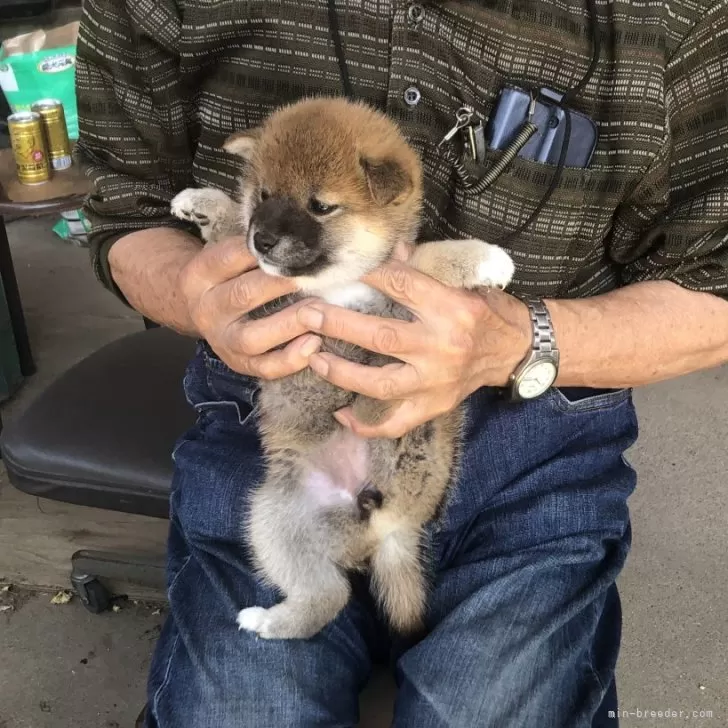 ID:2405-01258の子犬
