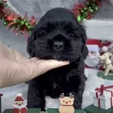 アメリカンコッカースパニエル