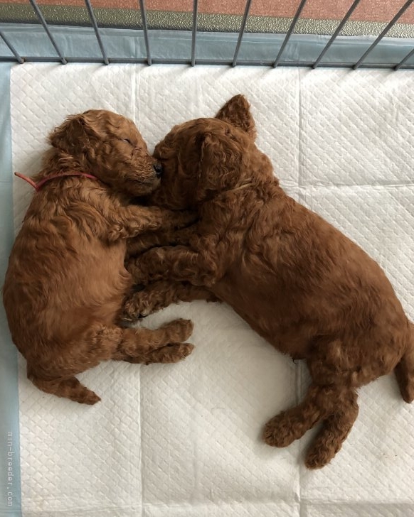 杉本あずさブリーダーのブログ：掲載予定