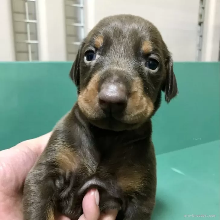 ID：2405-04465の子犬