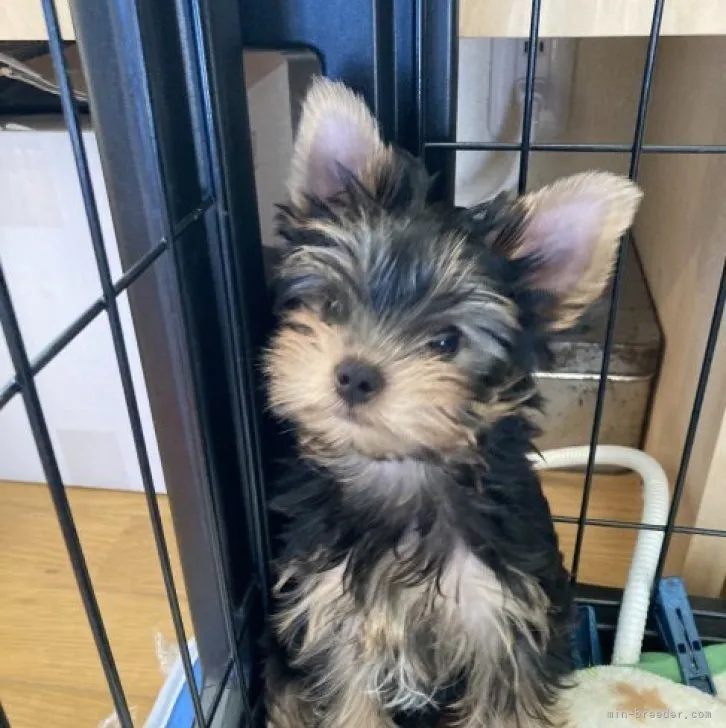 ID:2312-00017の子犬