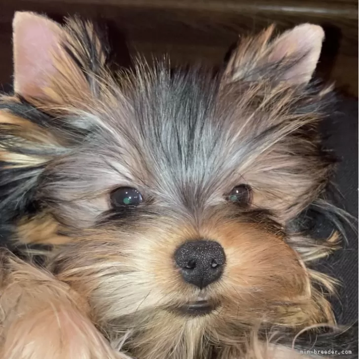 ID:2312-00015の子犬