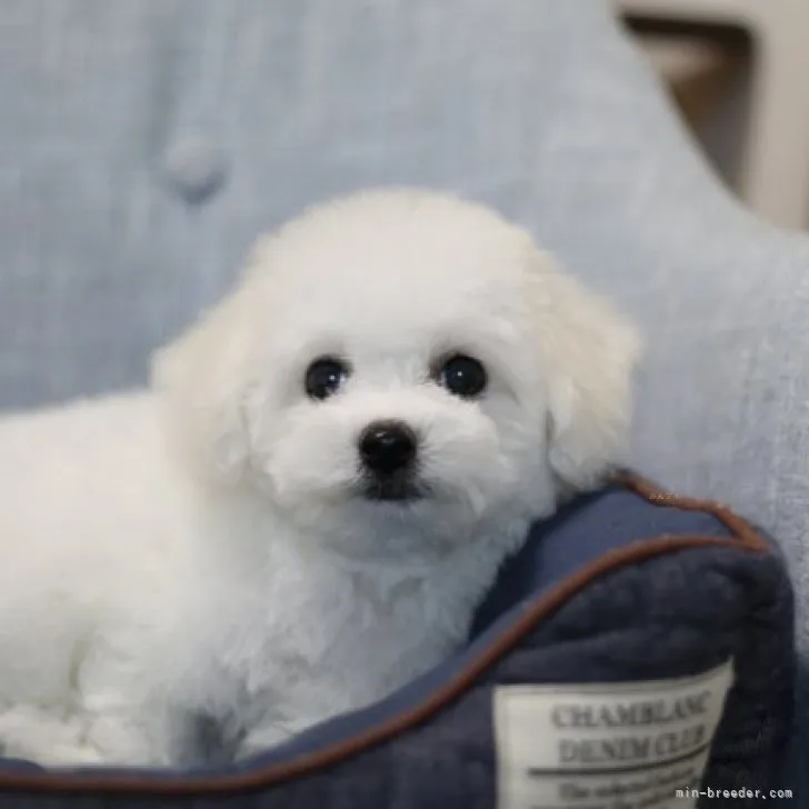 ID：2310-04536の子犬