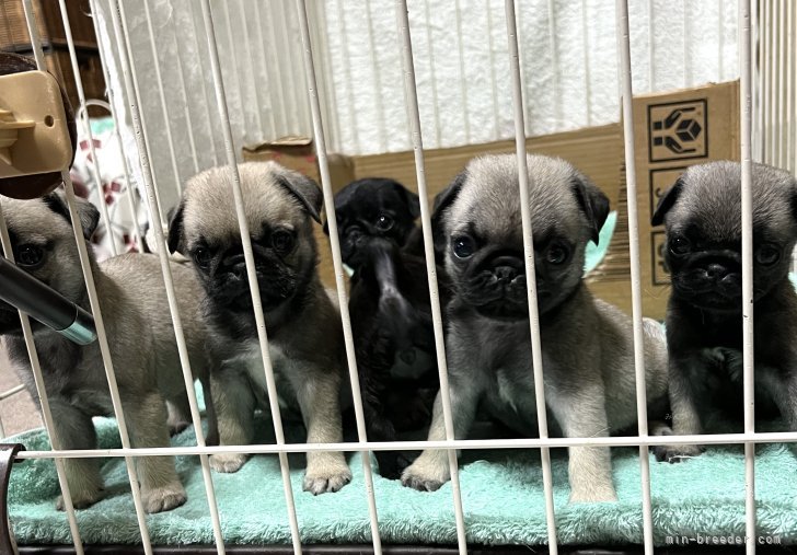 竹林賢紀ブリーダーのブログ：掲載予定の子犬達💕