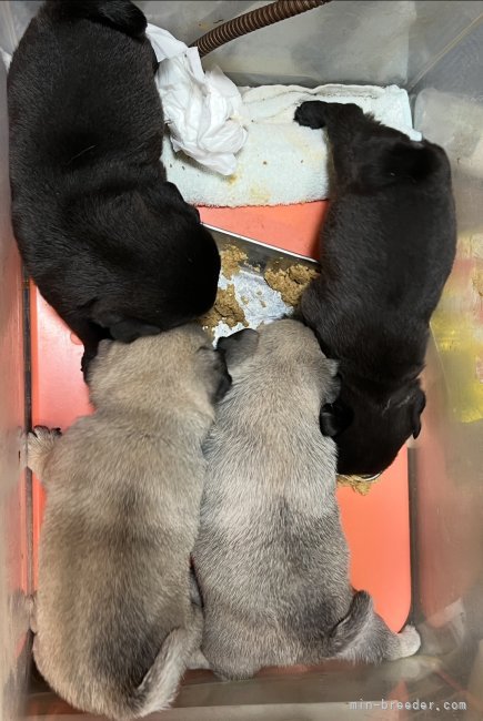 竹林賢紀ブリーダーのブログ：近日中に開催予定の子犬達
