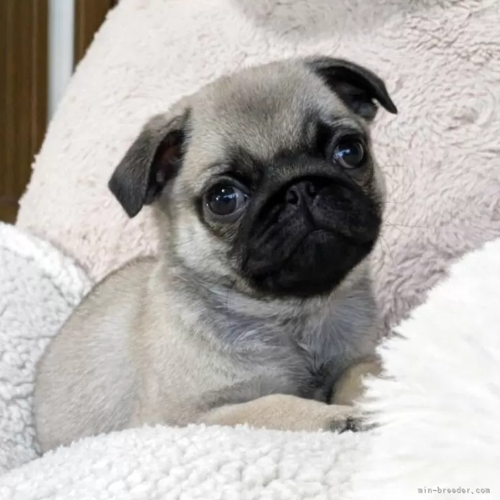 パグ【香川県・男の子・2025年9月16日・フォーン】の写真1「１１月１８日、撮影。フォーンの男の子！」