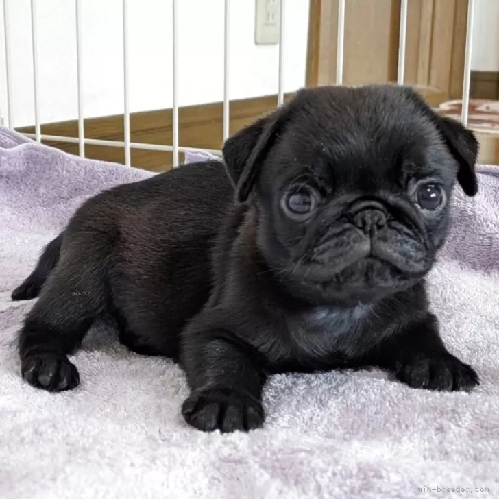 ID：2503-07618の子犬