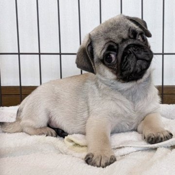 パグ【香川県・男の子・2025年2月9日・フォーン】の写真「GW特価‼️」