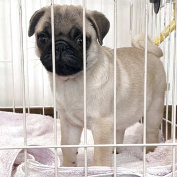 パグ【香川県・女の子・2025年4月5日・フォーン】の写真「ムチャクチャ可愛い🩷」
