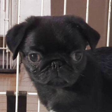パグ【香川県・男の子・2025年9月16日・ブラック】の写真「元気一杯！スクスク成長中🤣」