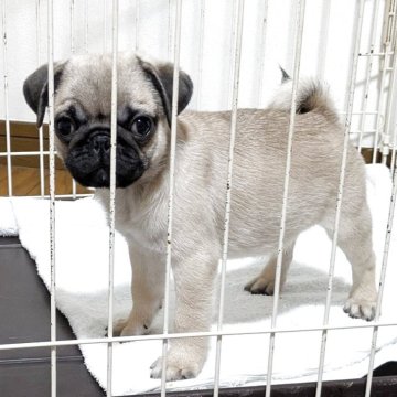 パグ【香川県・男の子・2025年8月2日・フォーン】の写真「ムッチムチのコロッコロ💖」