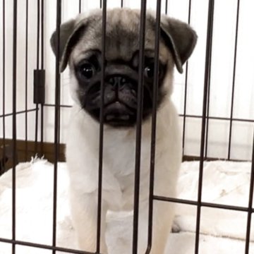 パグ【香川県・男の子・2025年1月29日・フォーン】の写真「GW特価‼️元気な可愛い男の子😍」