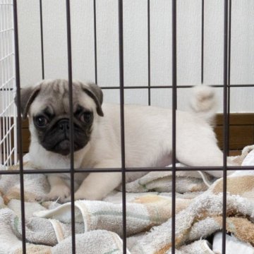 パグ【香川県・男の子・2025年2月9日・フォーン】の写真「可愛いですよ🩷」